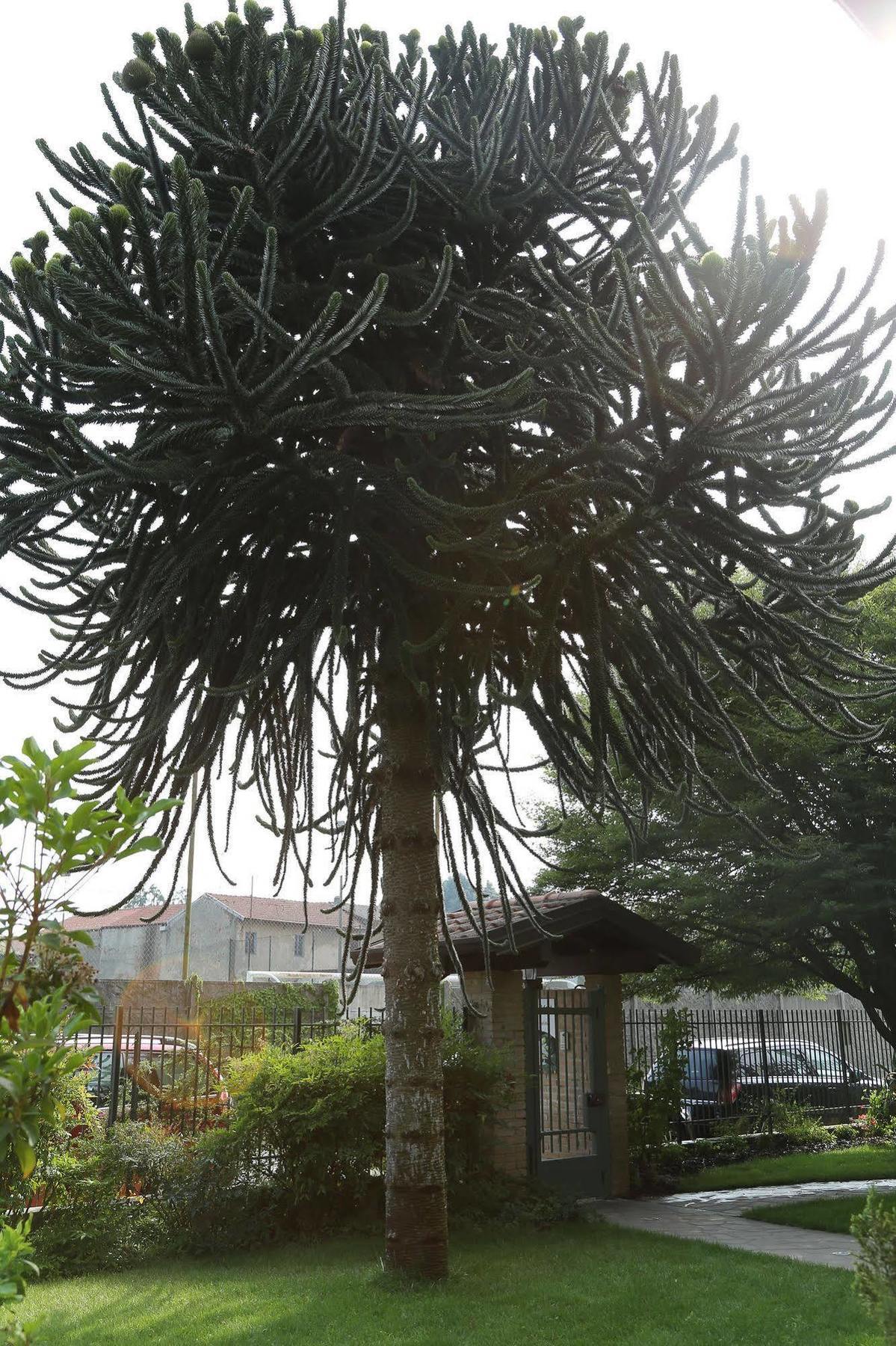Il Gelsomino Bed & Breakfast Ferno Bagian luar foto